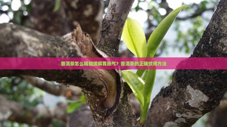 胃胀气普洱茶怎么喝好一点
