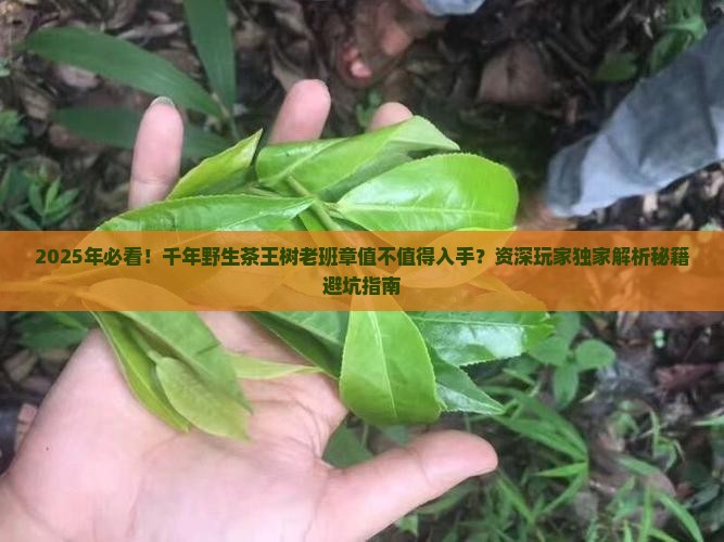 千年野生茶王树老班章