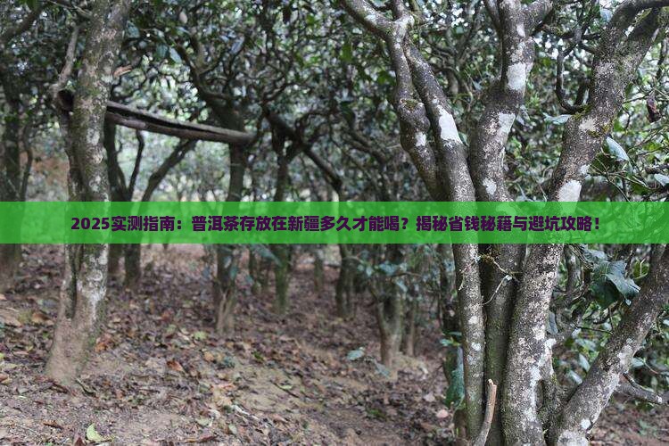 普洱茶存放新疆多久能喝