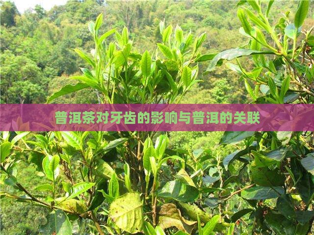 普洱茶喝完牙齿
