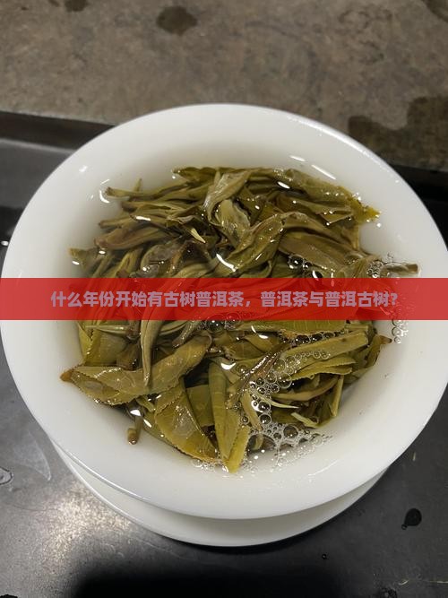 哪一年开始有古树普洱茶