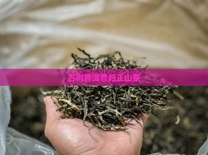 深山正山昔归古树茶 深山正山昔归古树茶