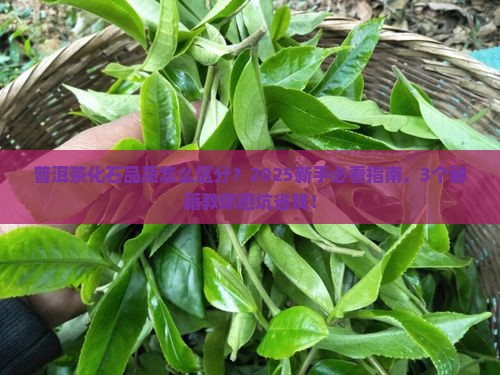 普洱茶化石怎么区分品质