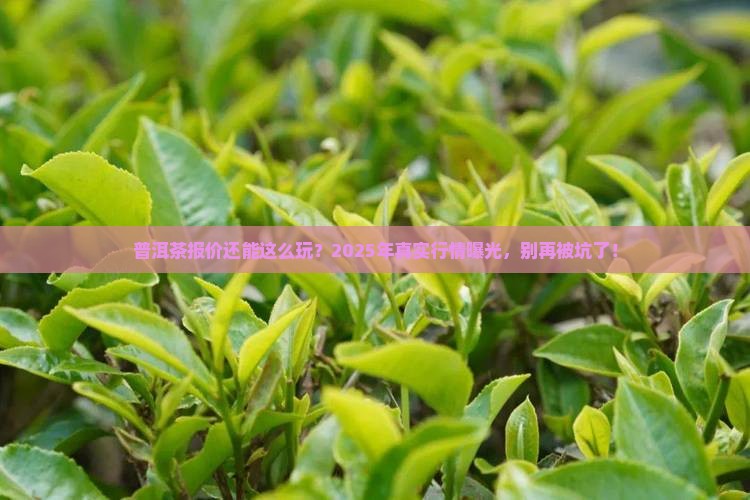 可以兴普洱茶报价