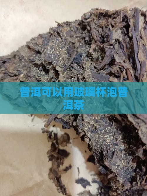 普洱茶用玻璃被泡