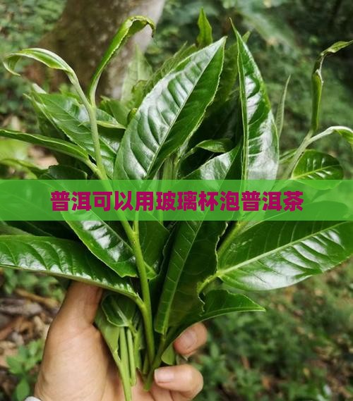 普洱茶用玻璃被泡