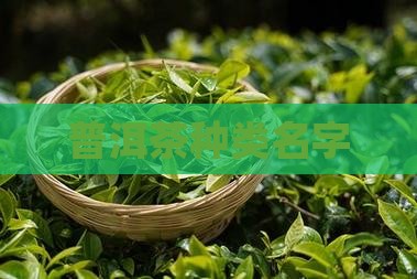 普洱茶种类名字