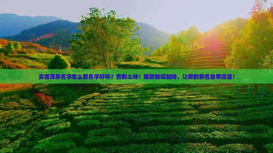 卖普洱茶名字怎么取名字好听