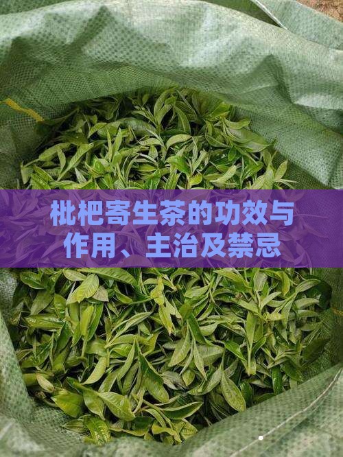 枇杷寄生茶的功效