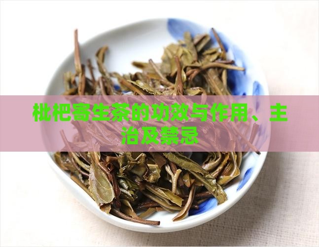 枇杷寄生茶的功效