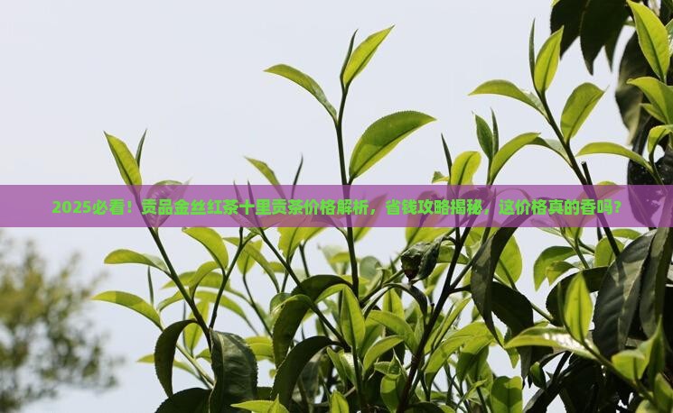 贡品金丝红茶十里贡茶价格