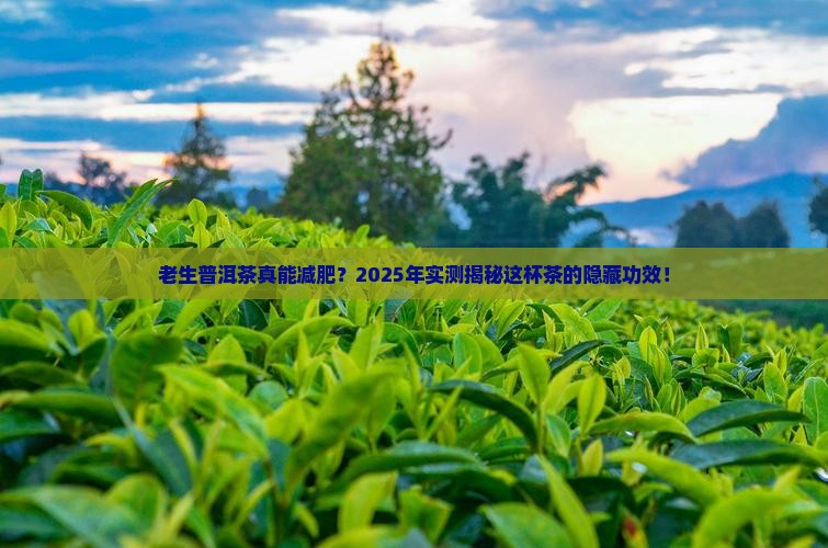 老生普洱茶可以减肥吗