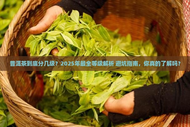 普洱茶中的等级划分