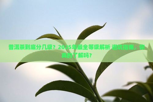 普洱茶中的等级划分