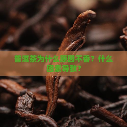 普洱茶为什么泡不香