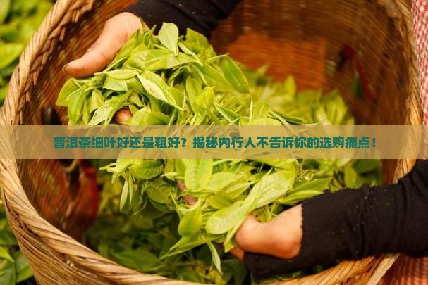 普洱茶细叶好还是粗好