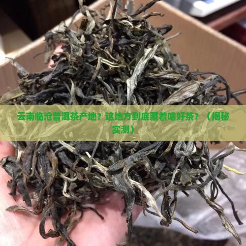 云南临沧普洱茶产地