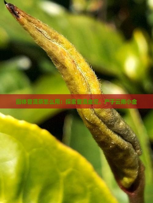 小固体普洱茶怎么用