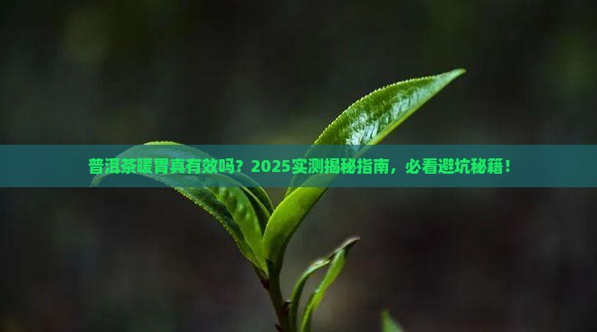 普洱茶治疗寒胃吗