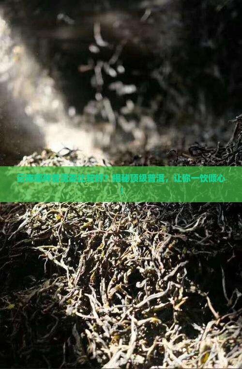云南哪种普洱茶比较好