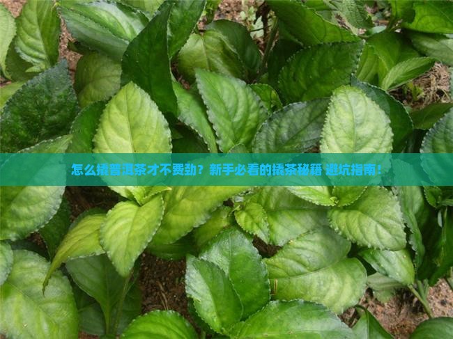 普洱茶的撬茶方式