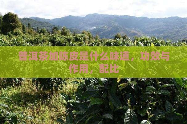 普洱茶加陈皮是什么味道