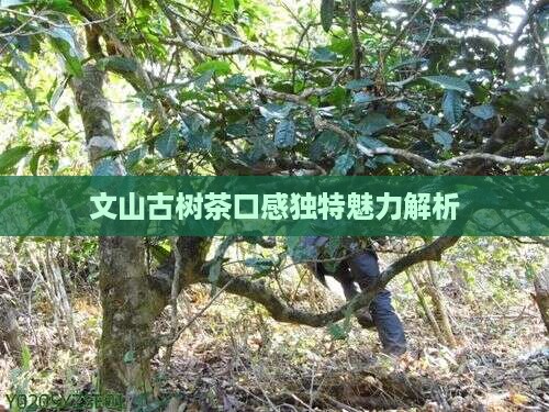 文山古树茶口感怎么样