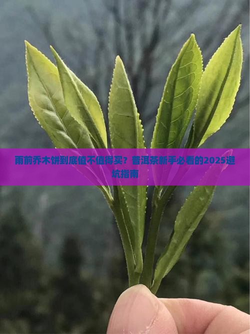 普洱茶雨前乔木饼