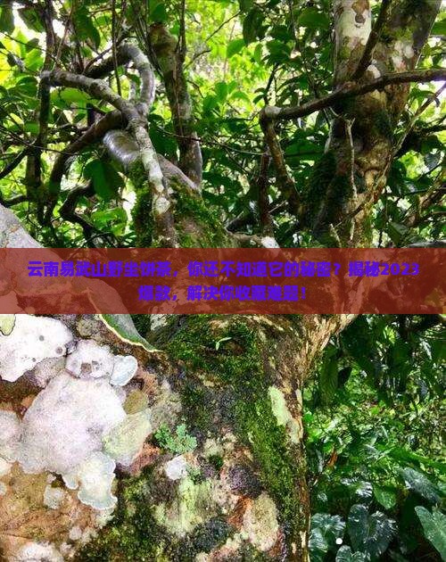 云南易武山野坐饼茶