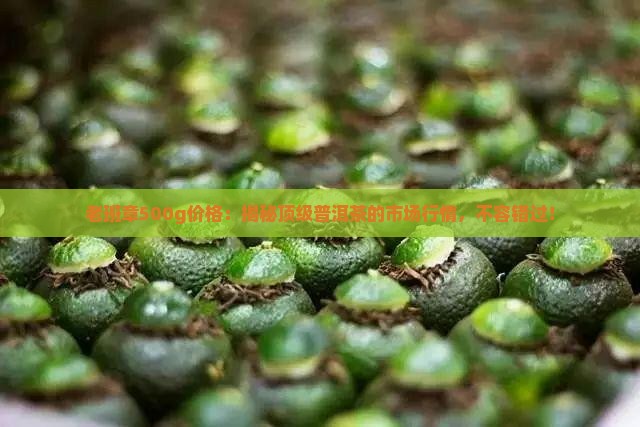 老班章500g价格
