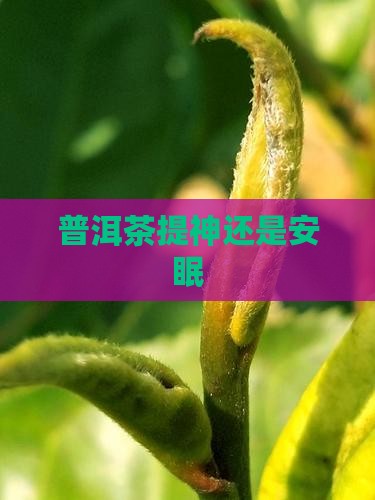 普洱茶提神还是安眠