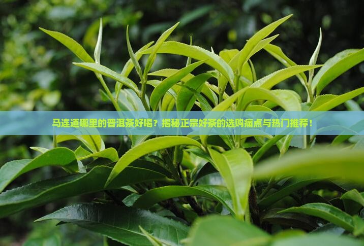 马连道哪里的普洱茶好喝