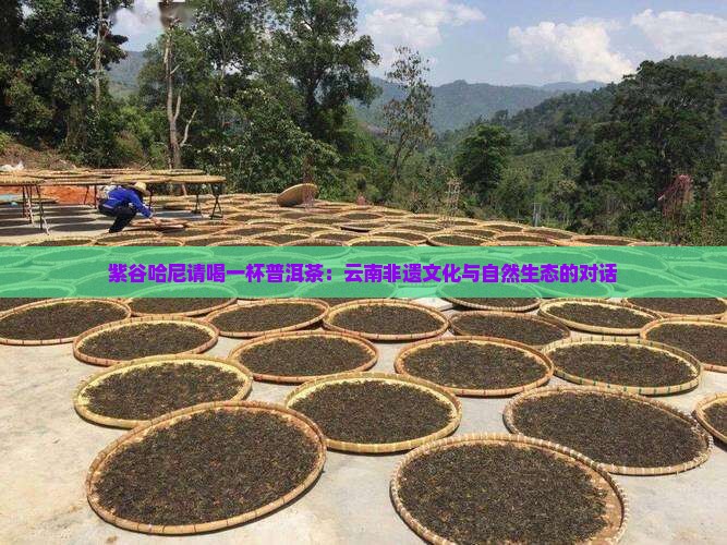 紫谷哈尼请喝一杯普洱茶