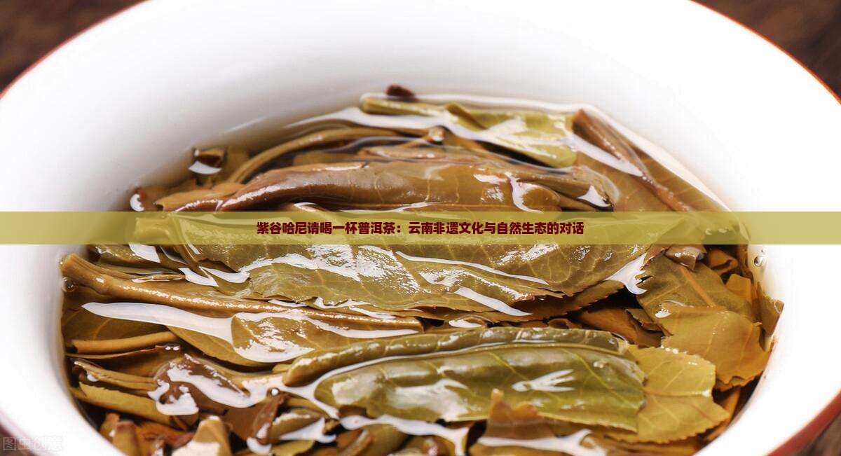 紫谷哈尼请喝一杯普洱茶