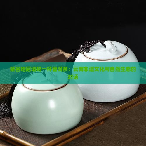 紫谷哈尼请喝一杯普洱茶