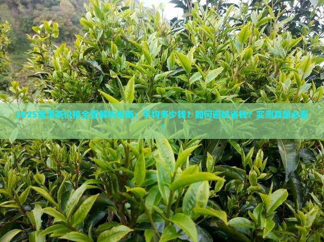 普洱茶平均价格是多少钱