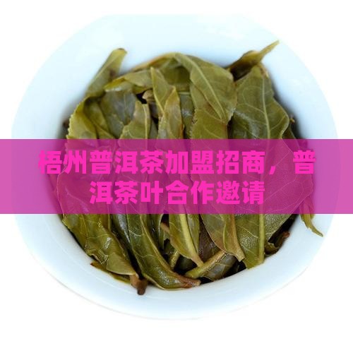 梧州熟普洱茶品牌加盟