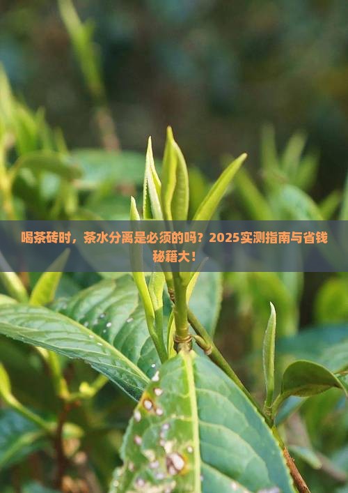 喝茶砖需要茶水分离吗