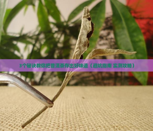 买了普洱茶怎么储存好喝
