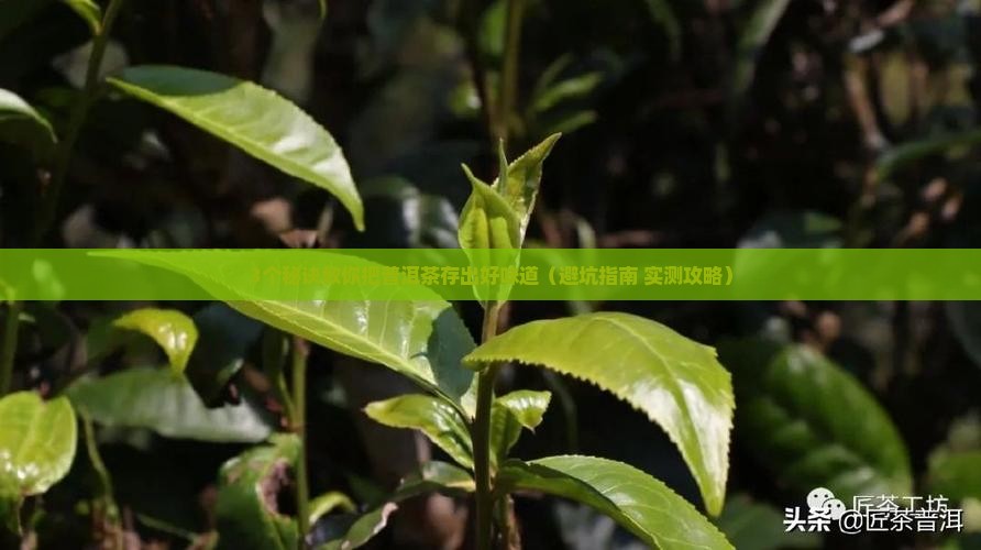 买了普洱茶怎么储存好喝
