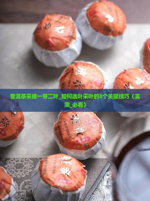 普洱茶采摘一芽二叶