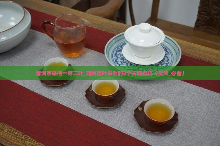 普洱茶采摘一芽二叶