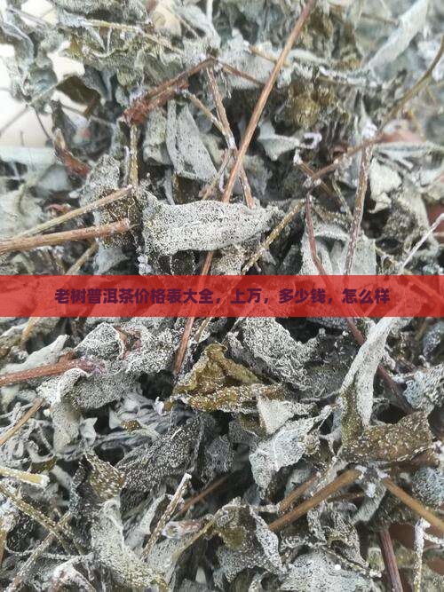 品牌老树普洱茶价格表