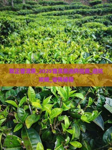 致正普洱茶官网