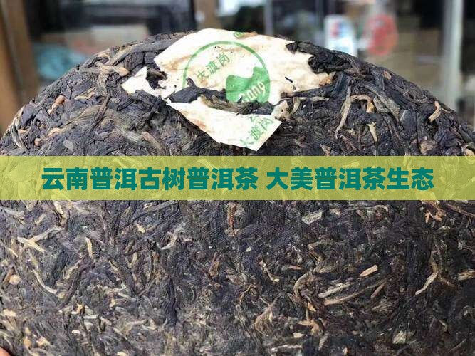 大美普洱茶生态