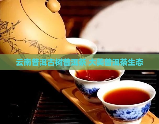 大美普洱茶生态