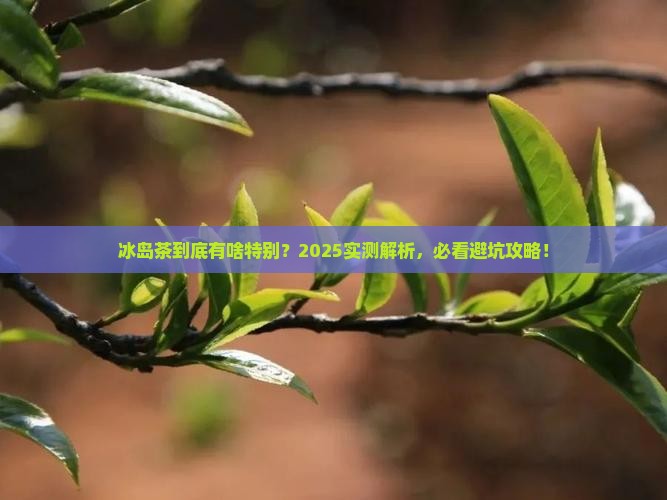 冰岛茶特点是什么