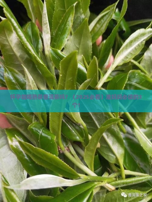 怀孕能喝熟茶普洱茶吗