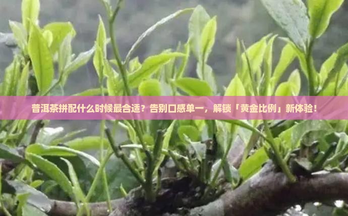 普洱茶拼配什么时候