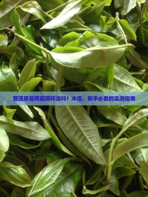 普洱茶可以玻璃杯冲泡吗